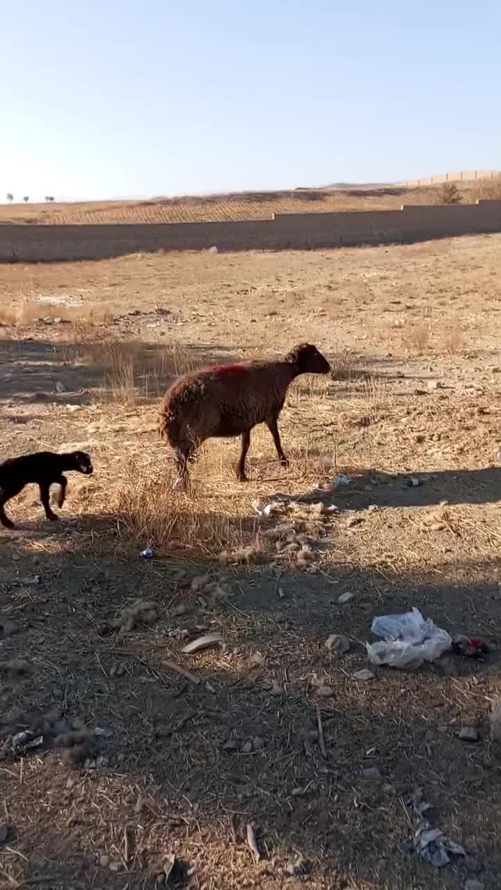 میش بره دار|حیوانات مزرعه|مشهد, ویلاشهر|دیوار