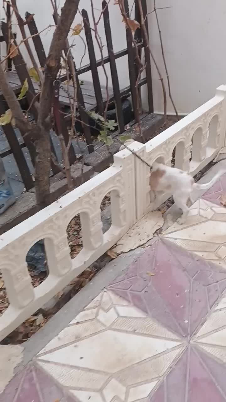 واگذاری سگ پاکوتاه|سگ|بهار, |دیوار