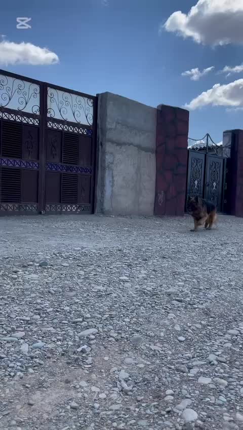 ژرمن اصیل شولاین|سگ|تبریز, |دیوار