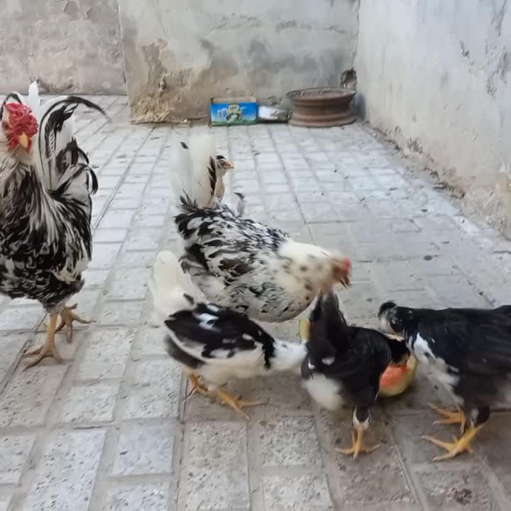 جوجه گلین|حیوانات مزرعه|قوچان, |دیوار