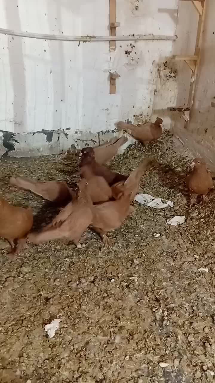 کبوتر زرد سرخ|پرنده|نیشابور, بنیاد شهید|دیوار