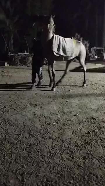 اسب گمشده|حیوانات|سعدآباد, |دیوار