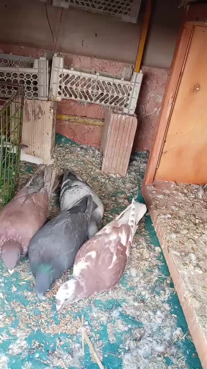 5تا کبوتر فروشی|پرنده|جغتای, |دیوار