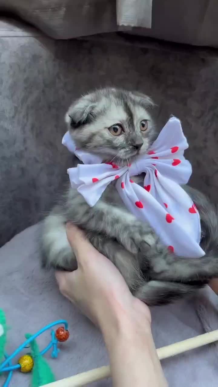 اسکاتیش پفکی|گربه|تهران, حبیب الله|دیوار