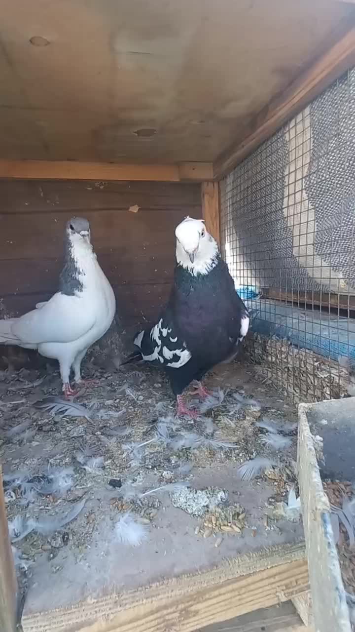 گرفتنی|پرنده|شیراز, کوشک میدان|دیوار