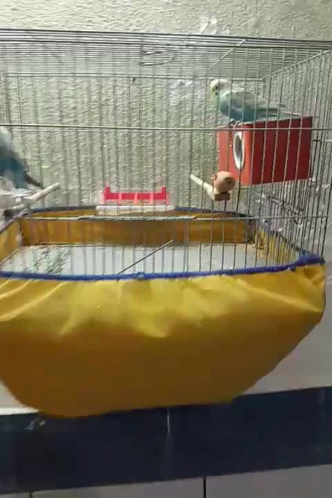 مرغ عشق ریمبو (مولد)|پرنده|اهواز, کوی علوی|دیوار