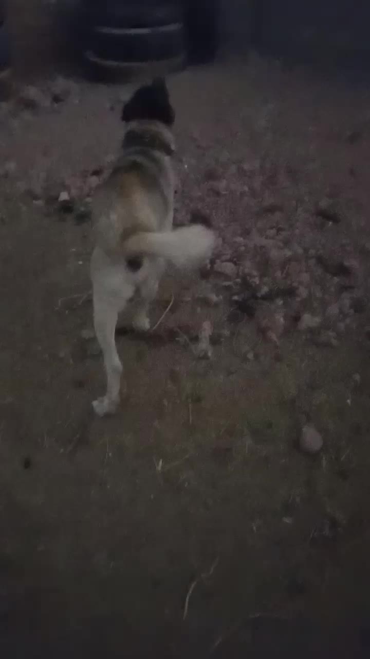 سگ‌گله‌ای|سگ|نیمبلوک, |دیوار