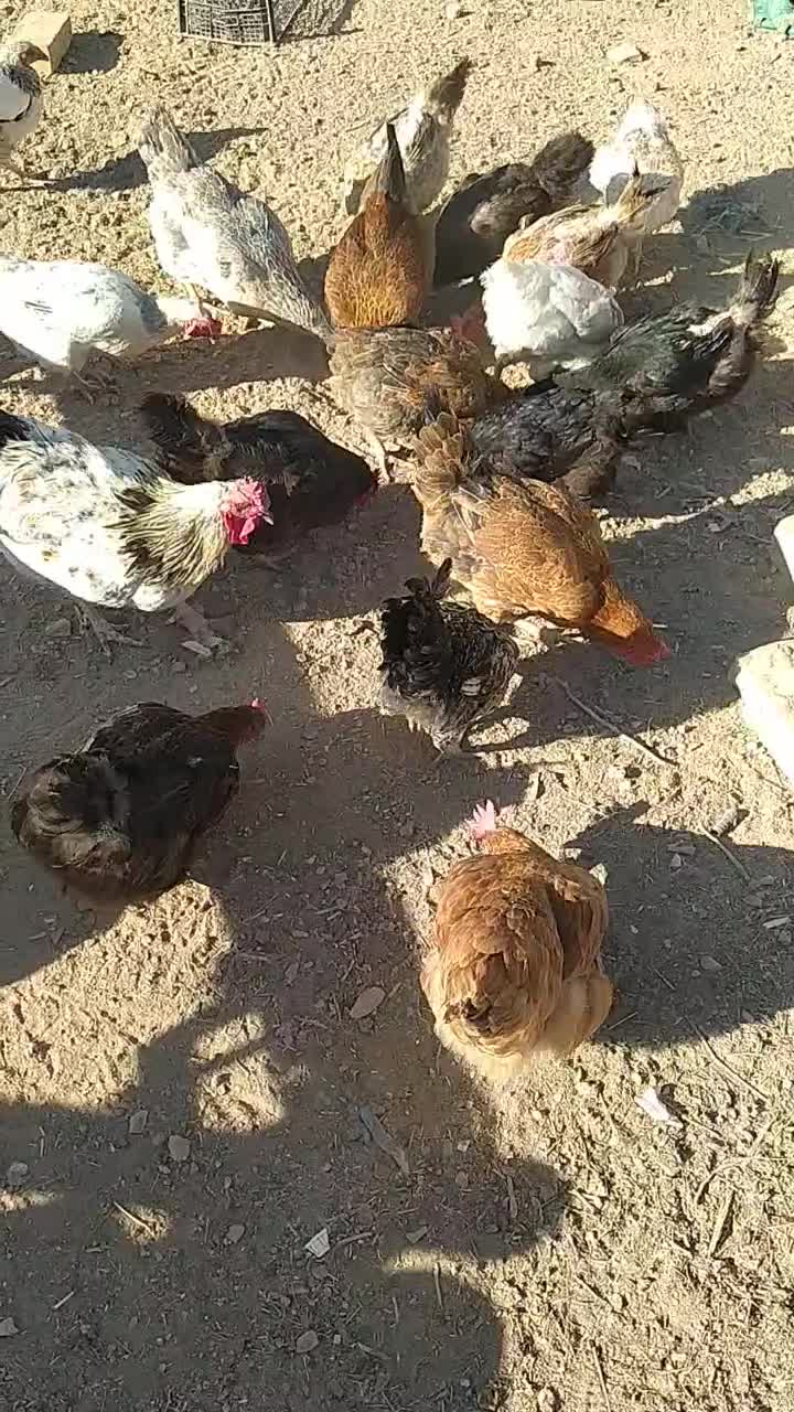 مرغ و خروس|حیوانات مزرعه|تاکستان, |دیوار