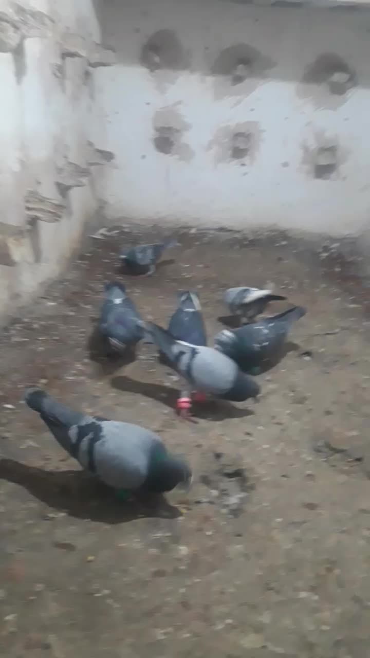 کفترپرشی|پرنده|اسفراین, |دیوار