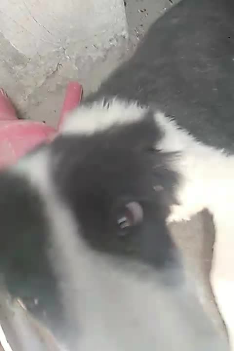 سگ خبی|سگ|خاش, |دیوار