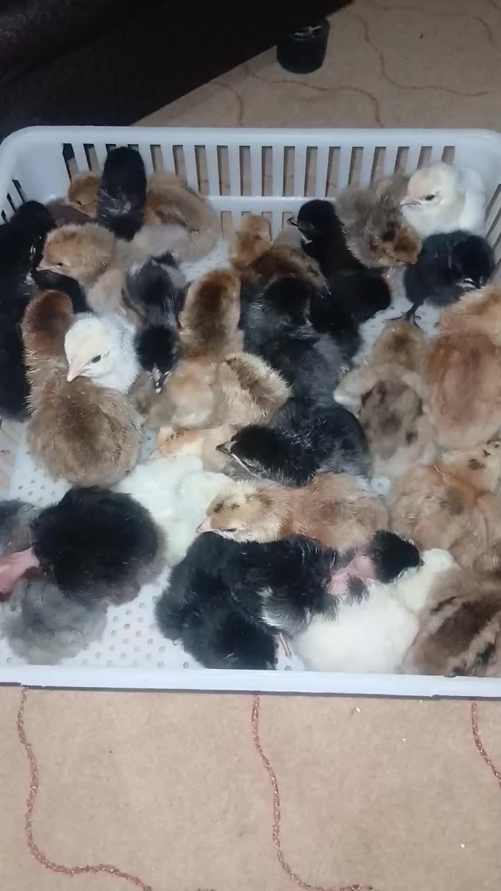 جوجه یکروزه برهما.گلین.گردن لخت.محلی.|حیوانات مزرعه|اردبیل, |دیوار