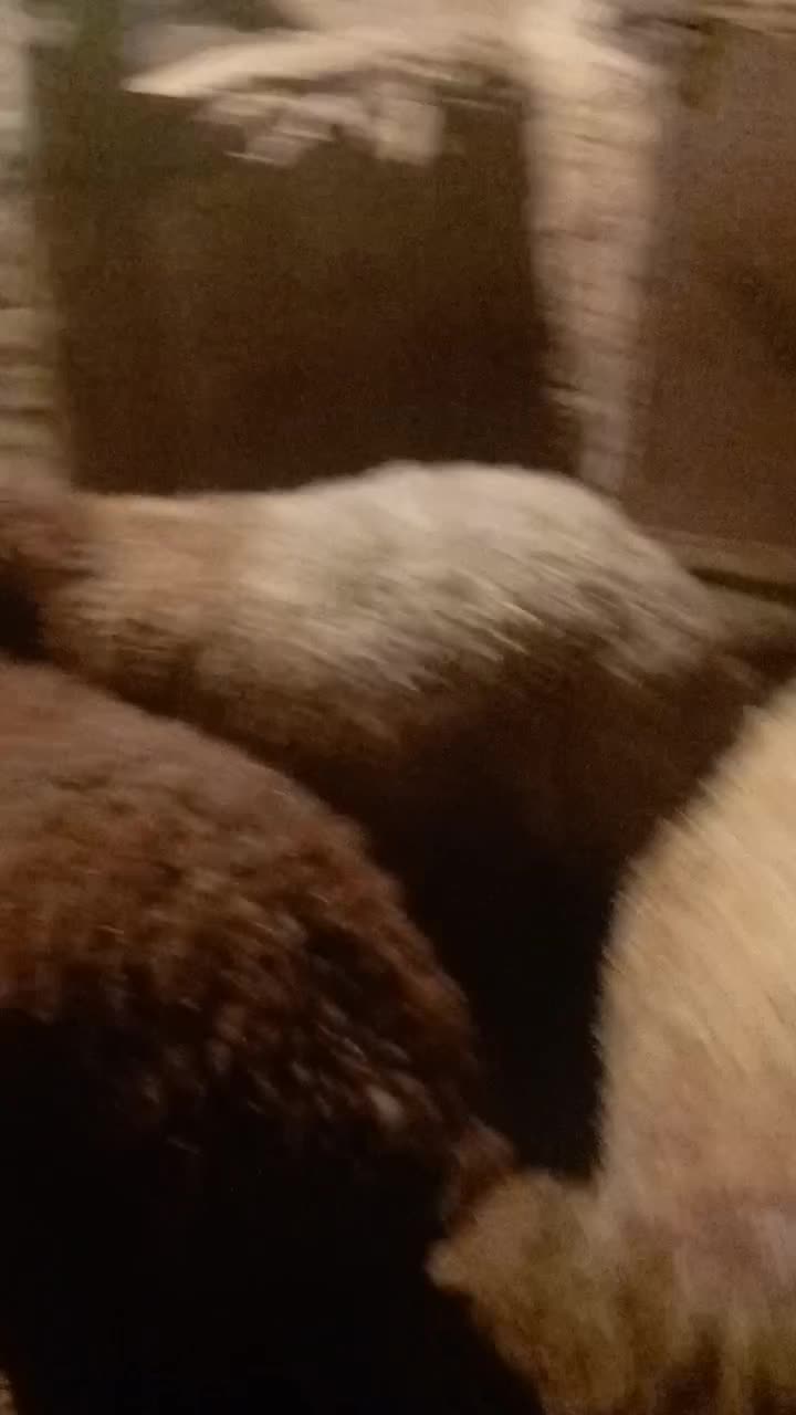 بره نر|حیوانات مزرعه|دهگلان, |دیوار