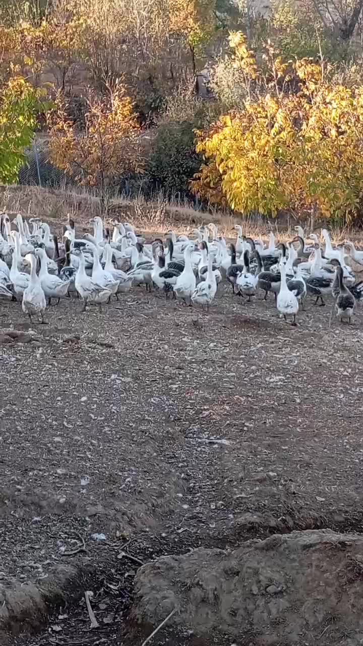فروش غاز محلی تعداد بالا|حیوانات مزرعه|بانه, |دیوار