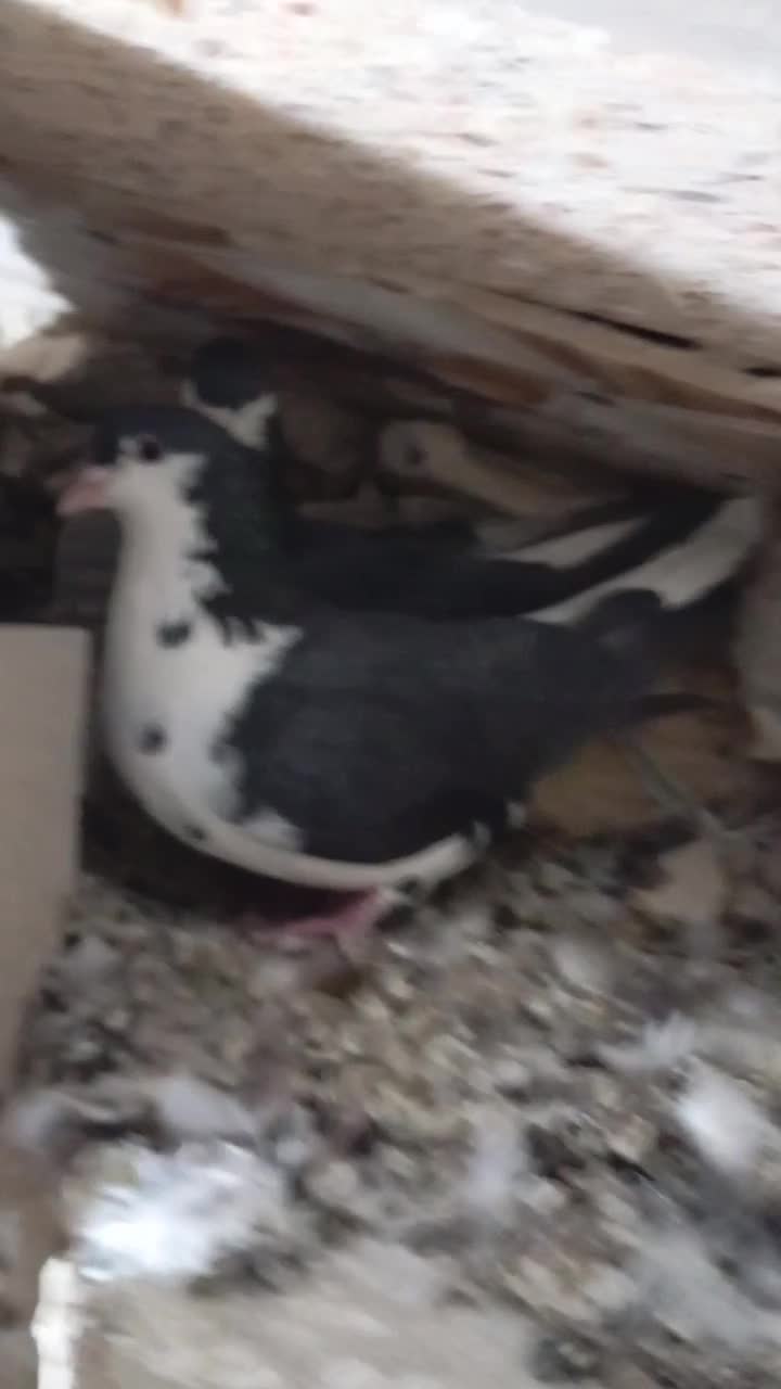 جفت‌ریش|پرنده|خمک, |دیوار