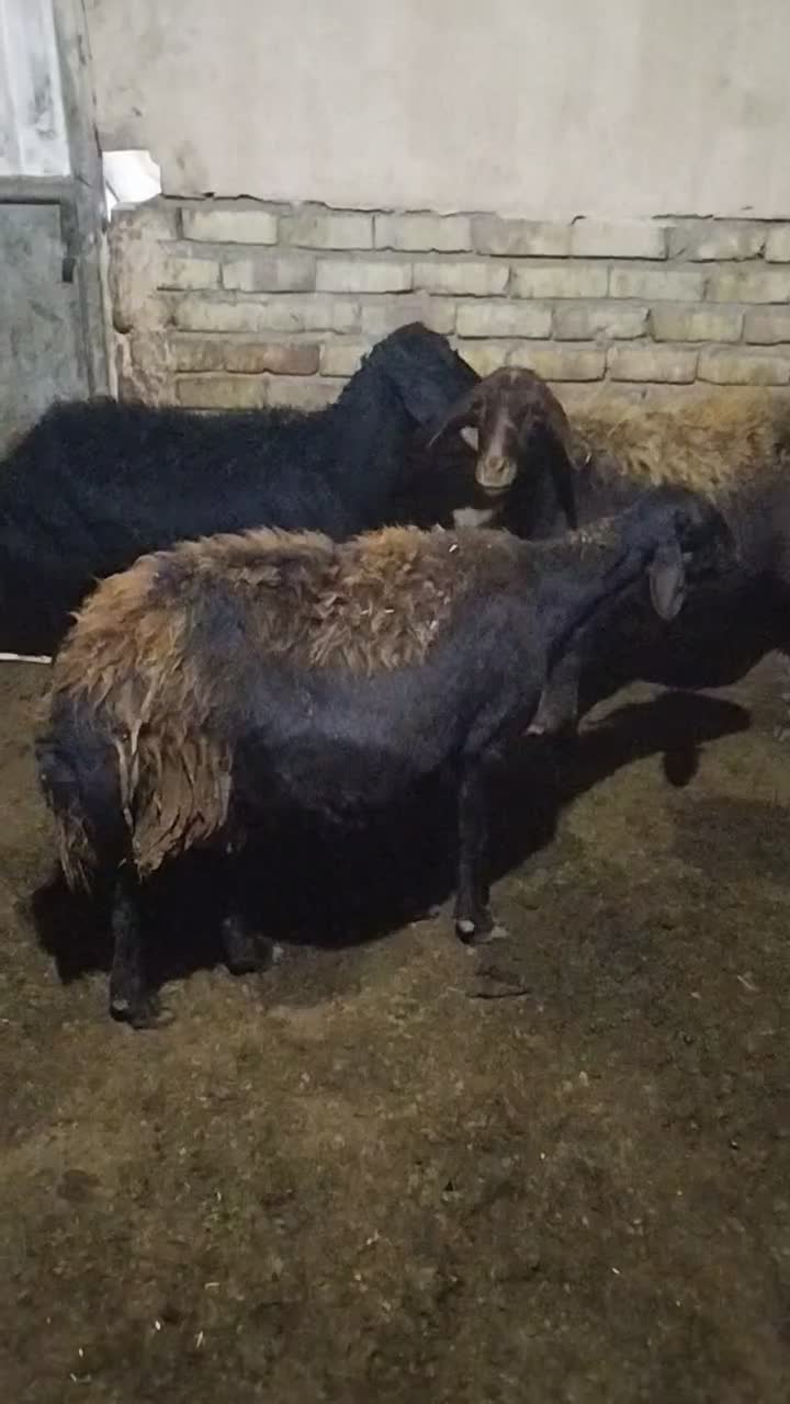 میش با بره|حیوانات مزرعه|خوشاب, |دیوار