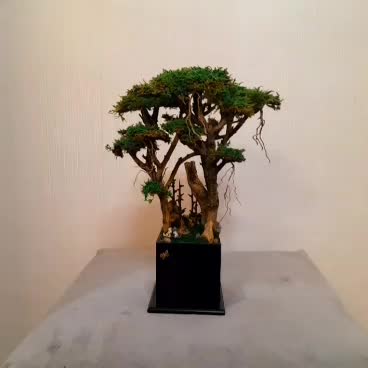 درختچه|گل و گیاه طبیعی|تهران, جی|دیوار