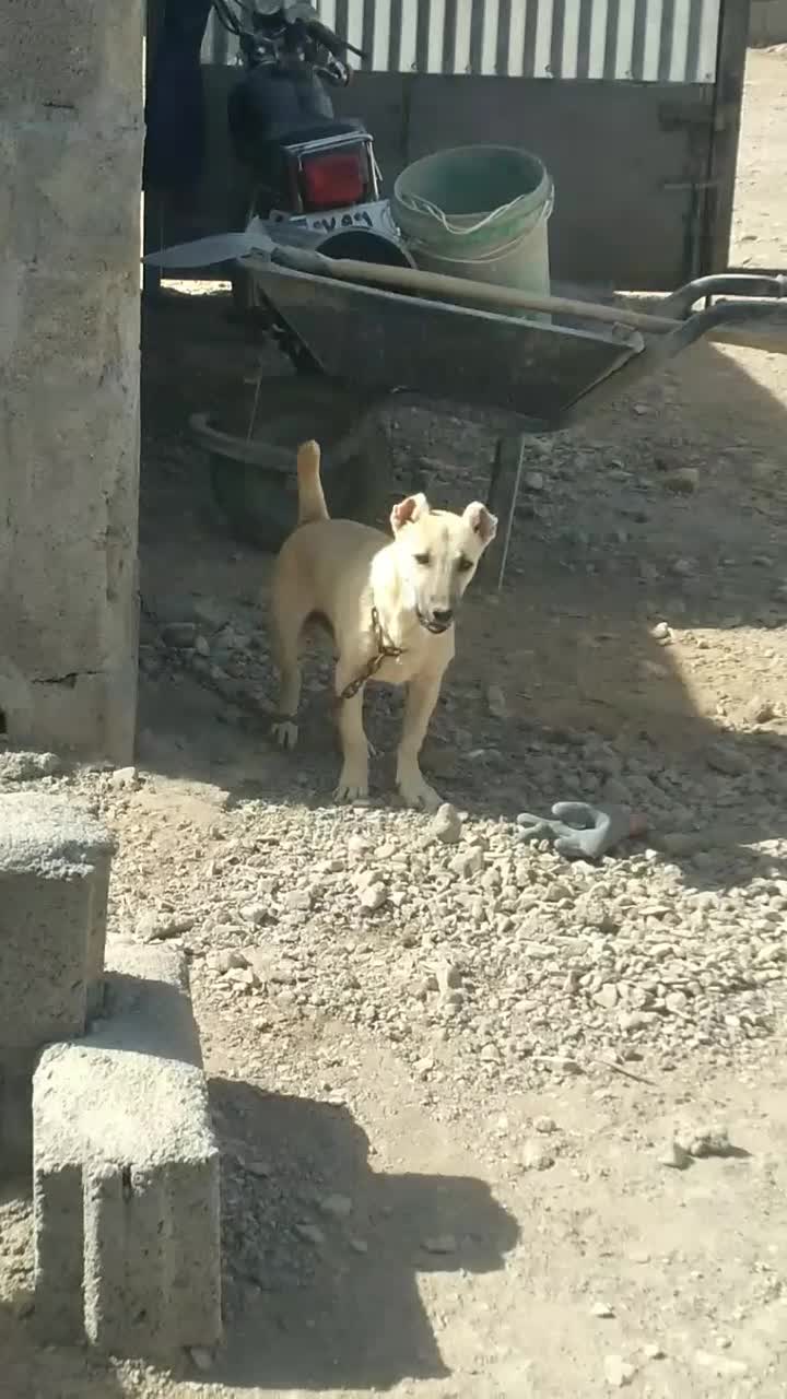 سگ پاکوتا|سگ|قائن, |دیوار