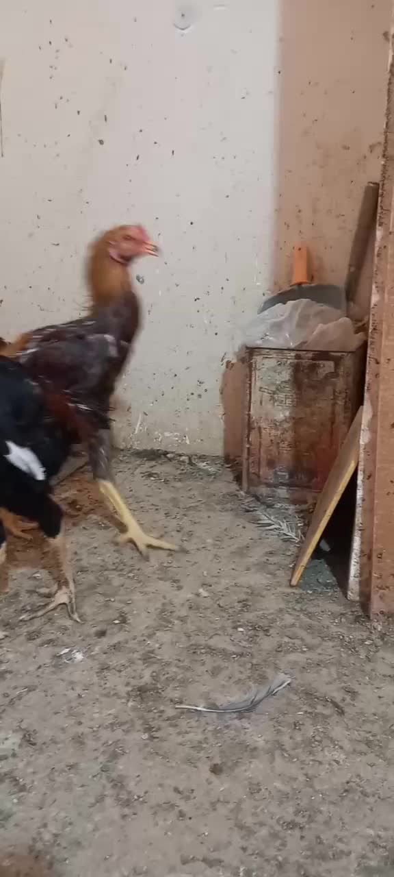 خروس لاری جوان|حیوانات مزرعه|رضویه, |دیوار