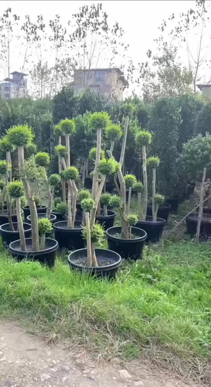 گیاهان بیرونی|خدمات باغبانی و درختکاری|چاف و چمخاله, |دیوار