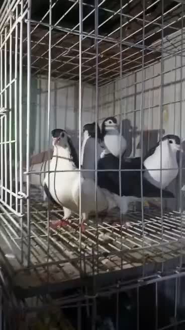 گوریه|پرنده|شوشتر, |دیوار