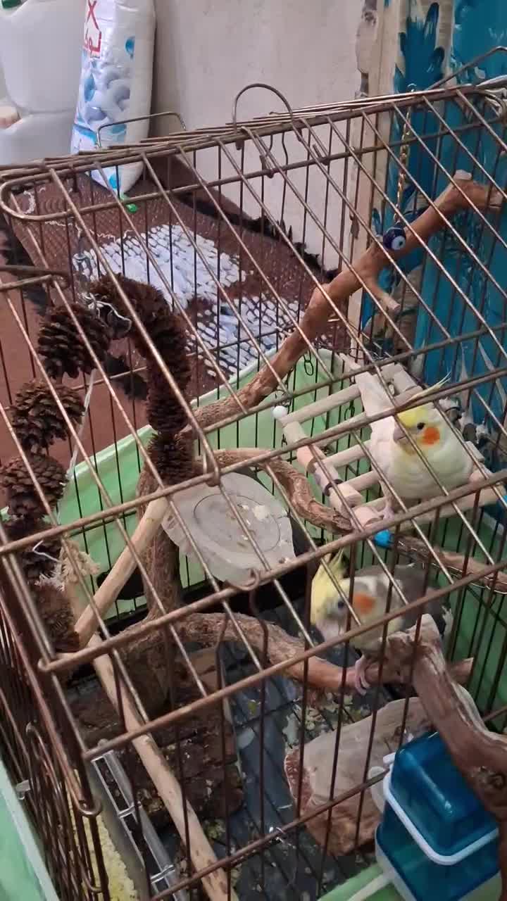 عروس هلندی جوان یک جفت نر و ماده|پرنده|قم, دروازه ری|دیوار