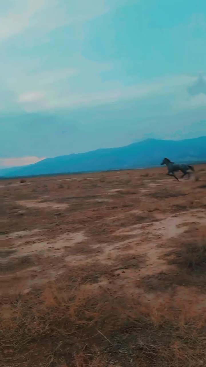 فروش اسب نژاد دار|اسب و تجهیزات اسبسواری|شبستر, |دیوار