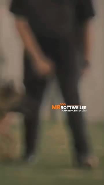 آموزش سگ های خانگی و نگهبان|خدمات پیشه و مهارت|داراب, |دیوار