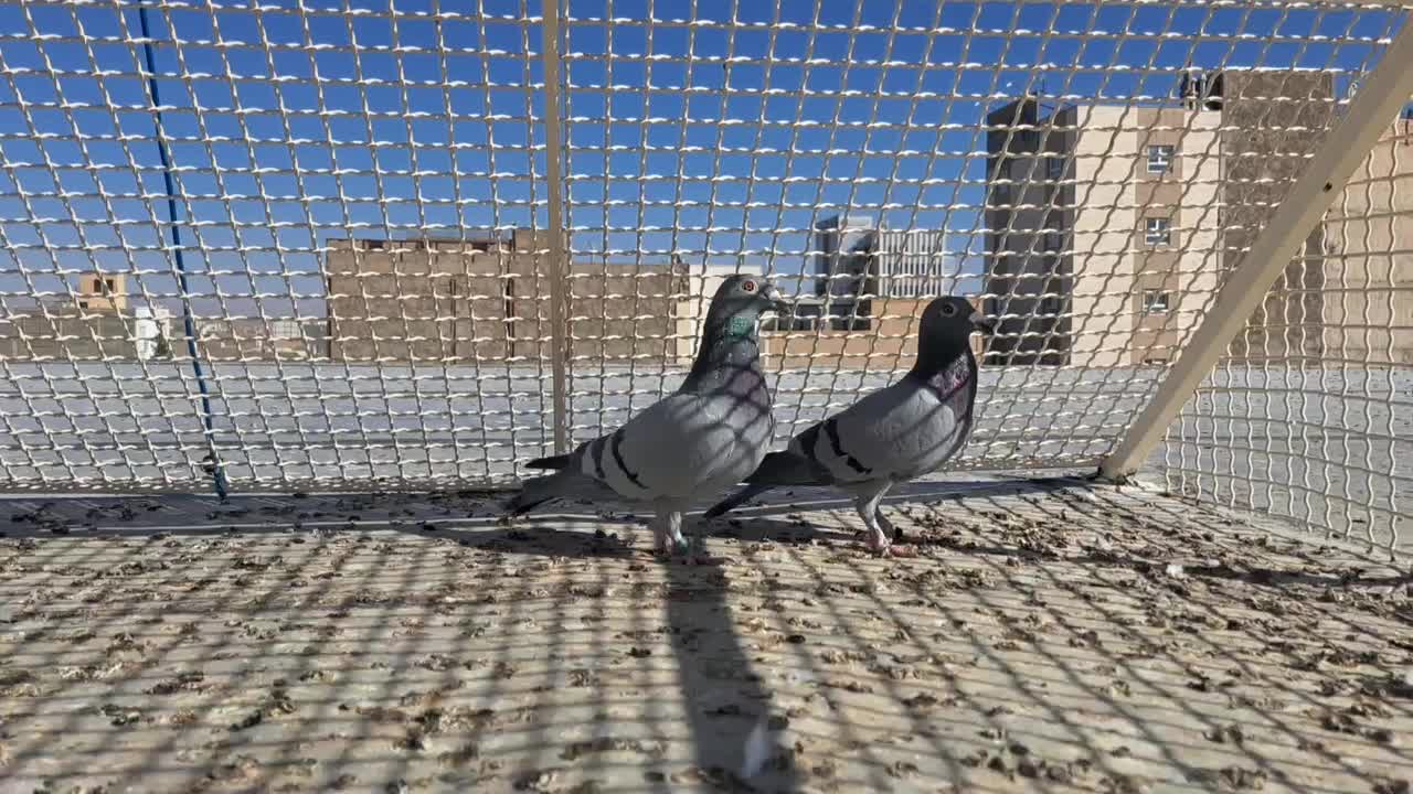 کبوتر المانی|پرنده|بیرجند, |دیوار