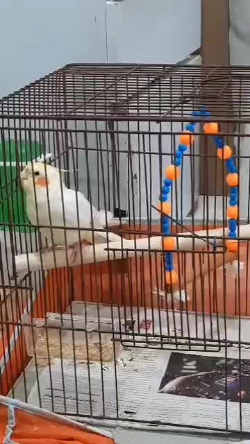 عروس هلندی سخنگو|پرنده|خرمشهر, |دیوار