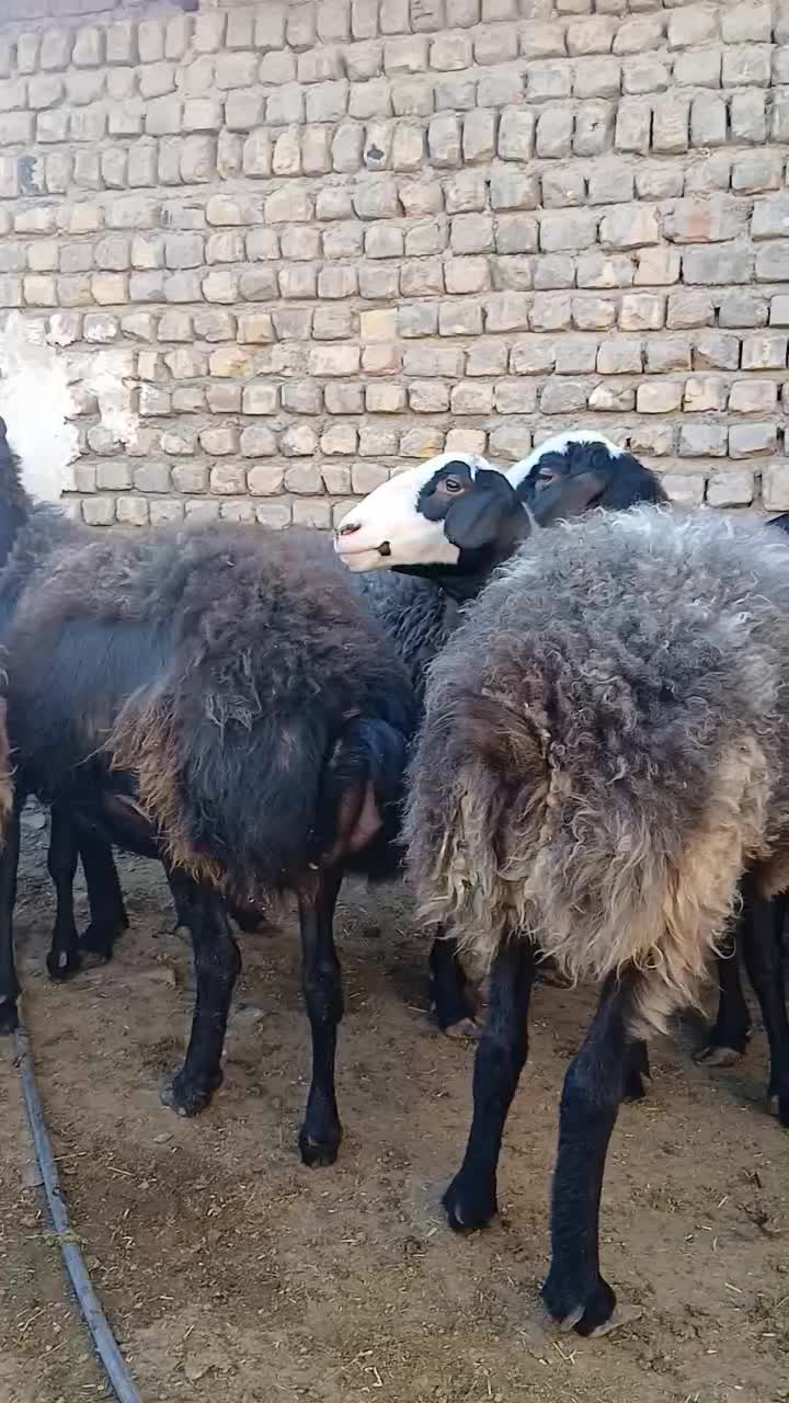 میش شال و افشار نوبران|حیوانات مزرعه|نوبران, |دیوار