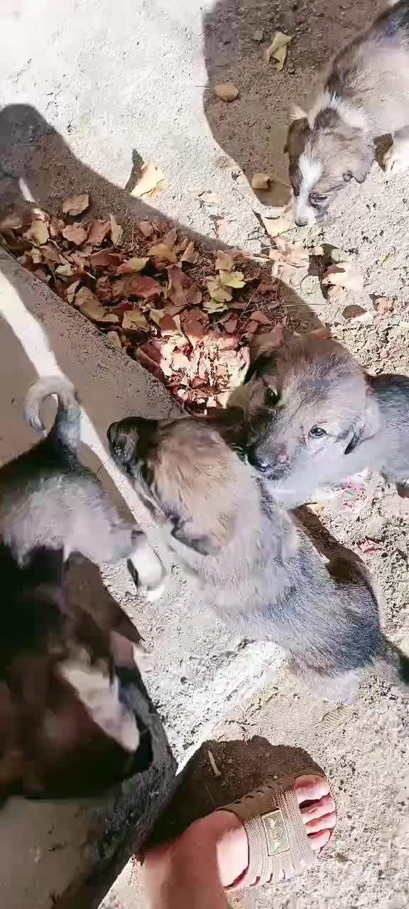 توله پژدر اصیل  نر و ماده|سگ|کرفتو, |دیوار