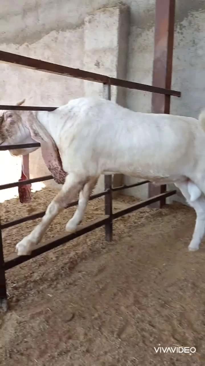 بز نر بز پاکستانی گلابی و بزغاله نر گلابی اصل|حیوانات مزرعه|جوادآباد, |دیوار