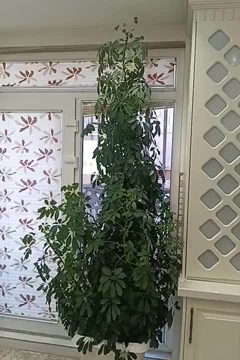 گل طبیعی|گل و گیاه طبیعی|دهگلان, |دیوار