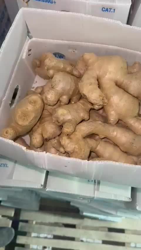 فروش زنجبیل ۷کیلویی میدان تره بار شیراز|عمده‌فروشی|شیراز, سلطان آباد|دیوار