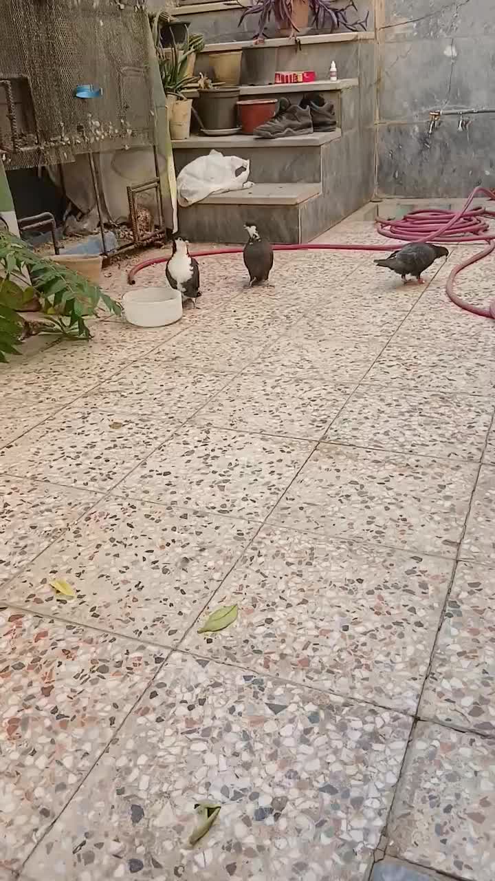 کبوتر خشرنگ و کرواتی|پرنده|نجفآباد, باغ ملی|دیوار