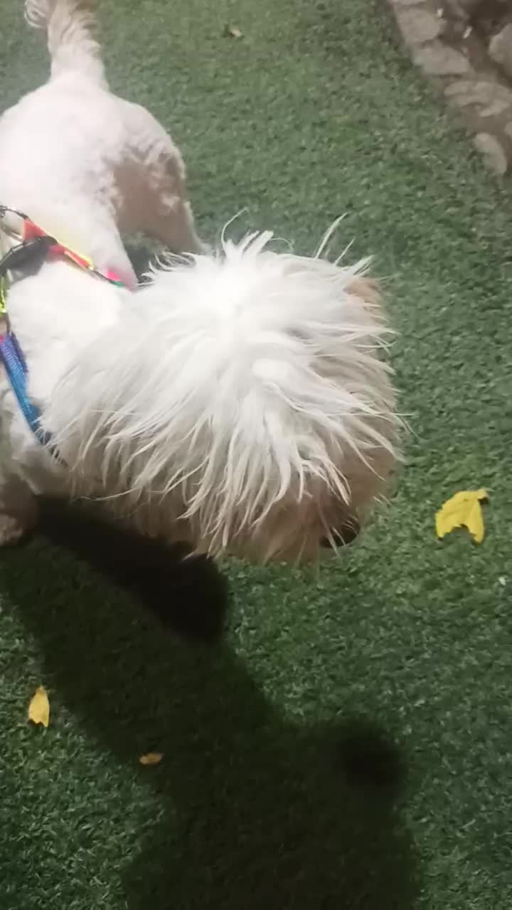 سگ اشپیز|سگ|قدس, شهر‌قدس|دیوار