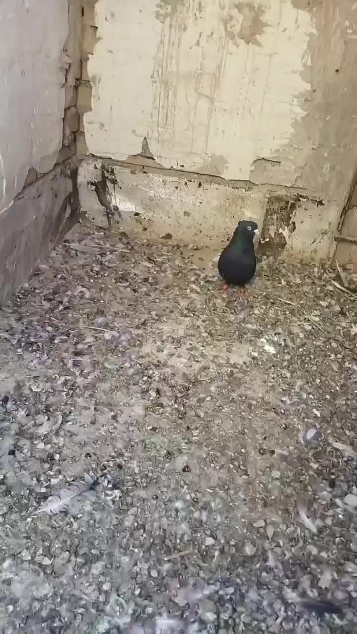 پرنده|پرنده|رضویه, |دیوار