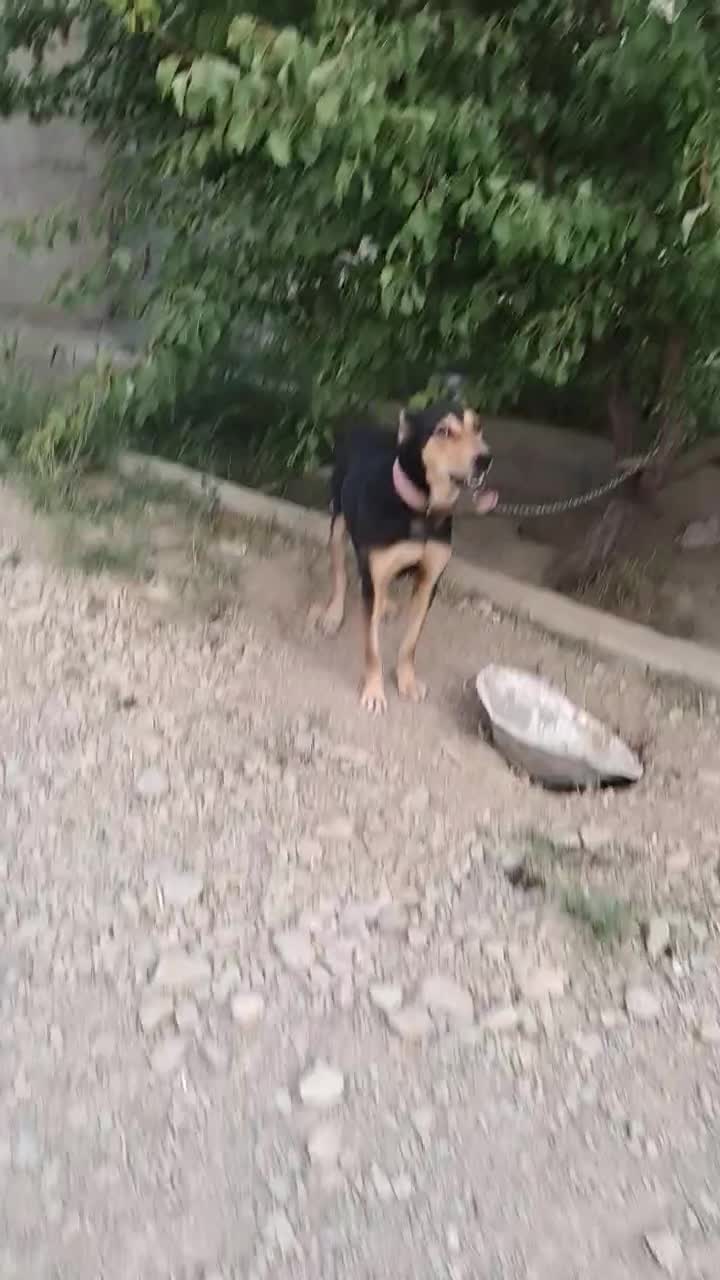 سگ نگهبان|سگ|باغستان, |دیوار