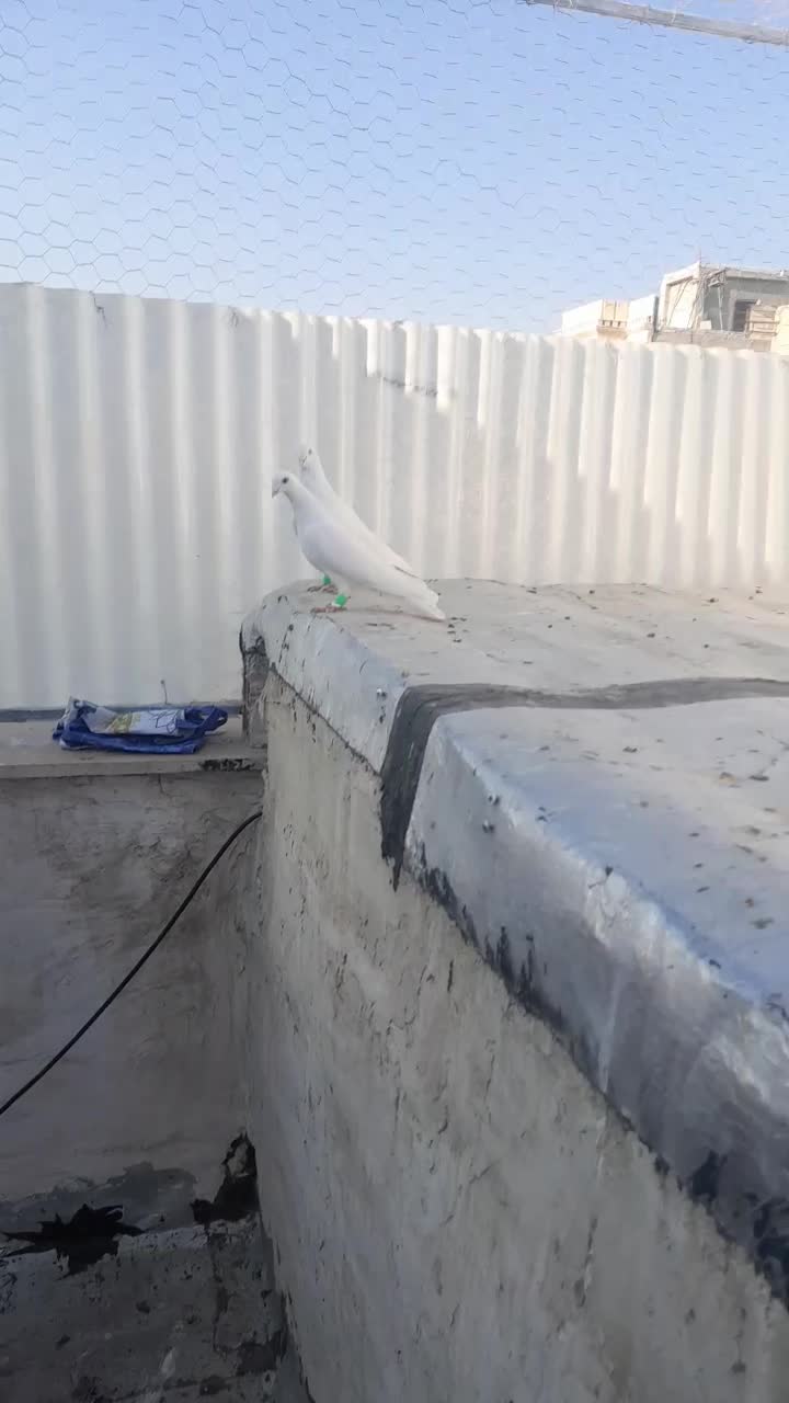 پسند شد پیام بده|پرنده|اقبالیه, |دیوار