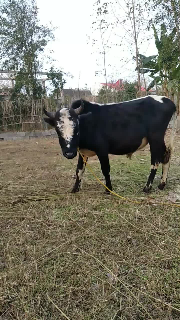 ورزا سیاه سل چالوسی|حیوانات مزرعه|رشت, حومه رشت|دیوار