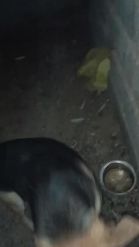 سگ.|سگ|بیرجند, |دیوار