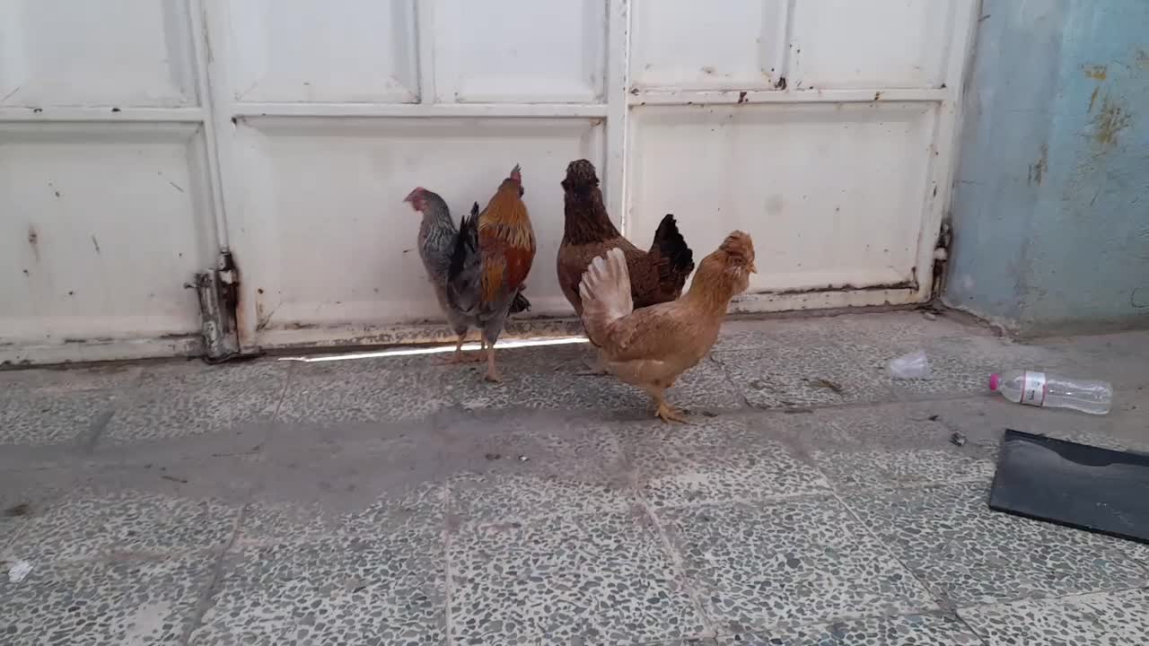 سه مرغ یه خروس|حیوانات مزرعه|مسجد سلیمان, |دیوار