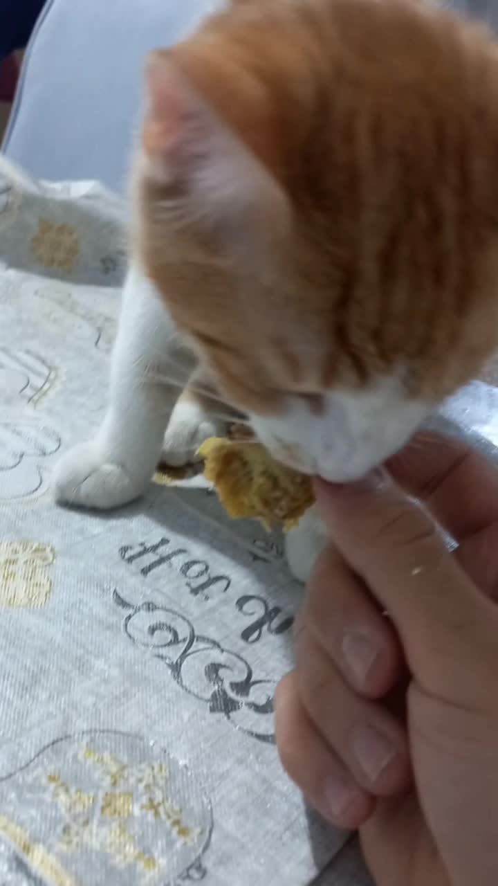 واگذاری گربه DSH نارنجی شیطون و بازیگوش|گربه|محمدشهر, ولدآباد|دیوار