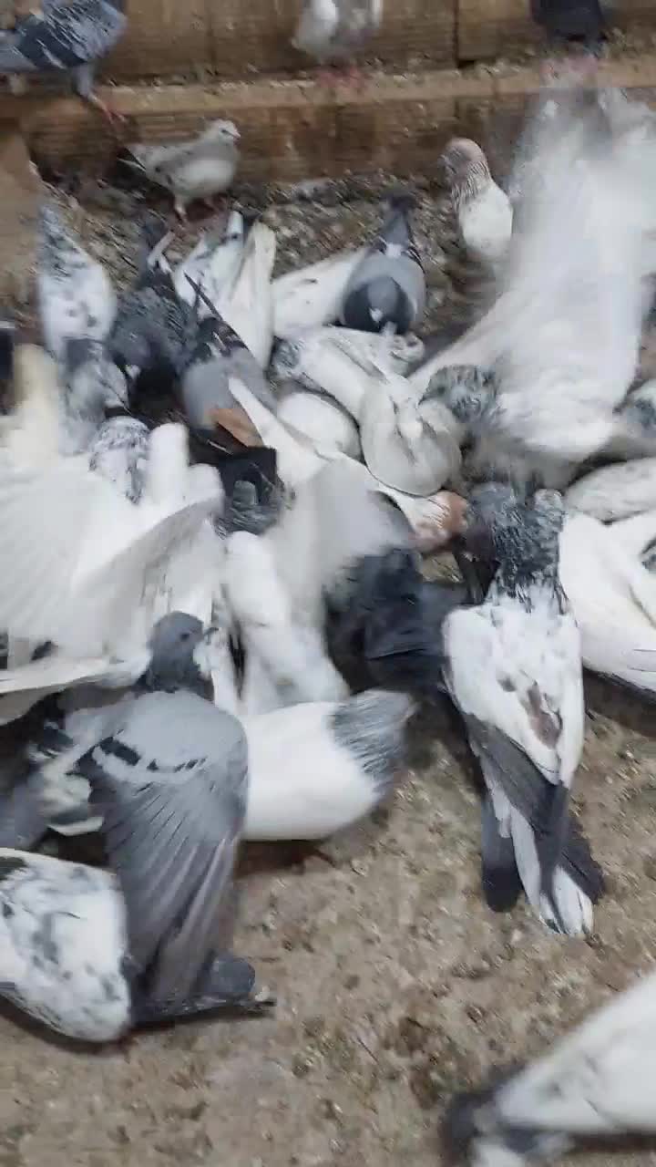 کبوتر شیخی پاکستانی ۵۰عدد|پرنده|بندر ماهشهر, |دیوار