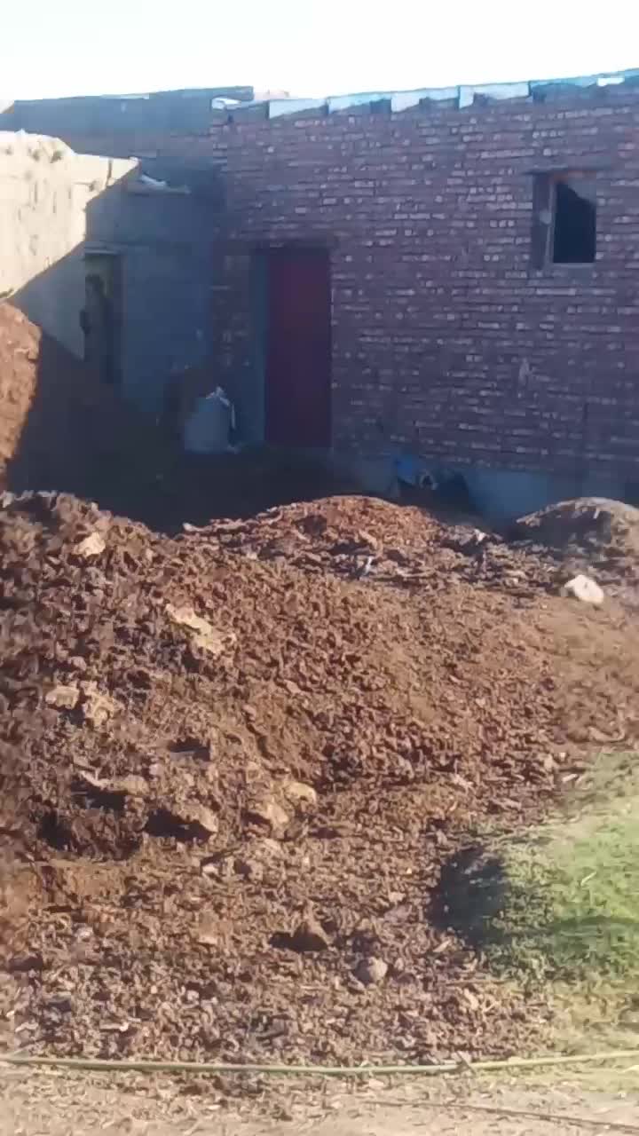 سگ گله ای|سگ|فیروزآباد (آذربایجان), |دیوار