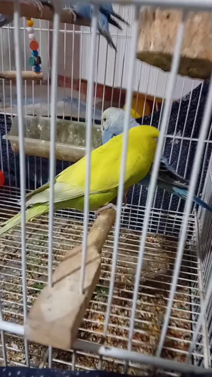 جفت کوتوله ۴مرغ عشق و عروس ۱۶۰۰|پرنده|مشهد, شهید بصیر|دیوار