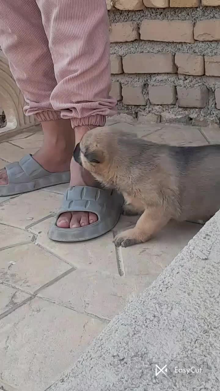 واگذاری سگ پژدر سرابی نگهبان گله|سگ|باقرشهر, |دیوار