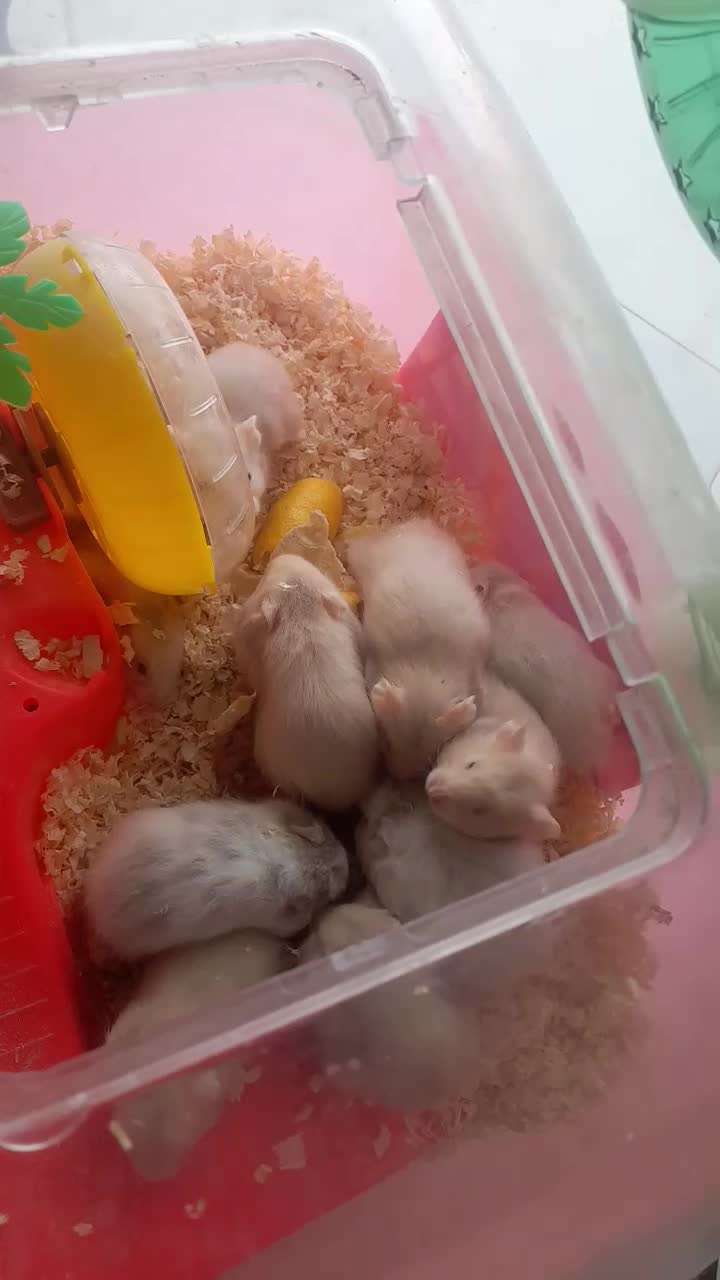 فروش توله همستر|موش و خرگوش|دهدشت, |دیوار