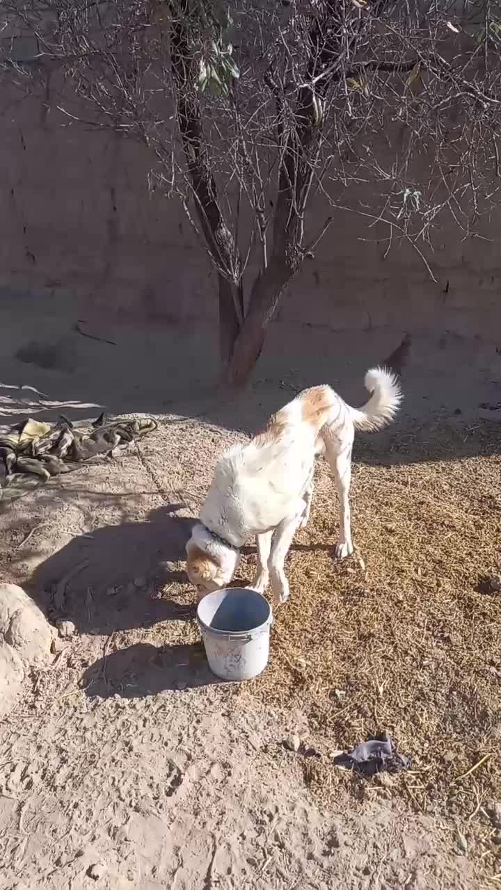 حیوان سگ|سگ|آبکوه, |دیوار