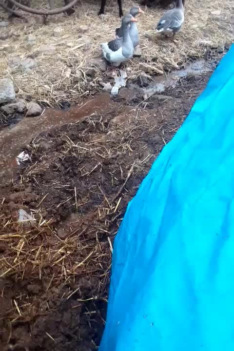 سه عدد غازبالغ تخمی وکرچشو|حیوانات مزرعه|علیآباد کتول, |دیوار